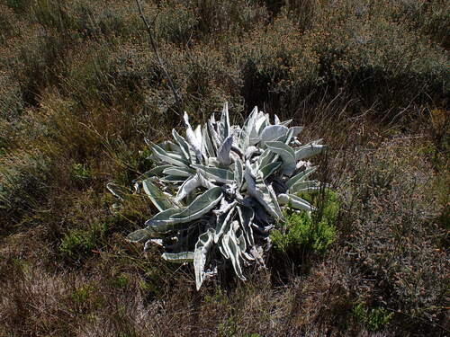 Image of Hermas gigantea by (c) Ren Hoekstra, some rights reserved (CC BY)