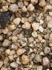 Anoplolepis custodiens