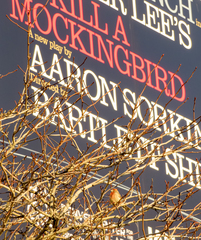 Haemorhous mexicanus