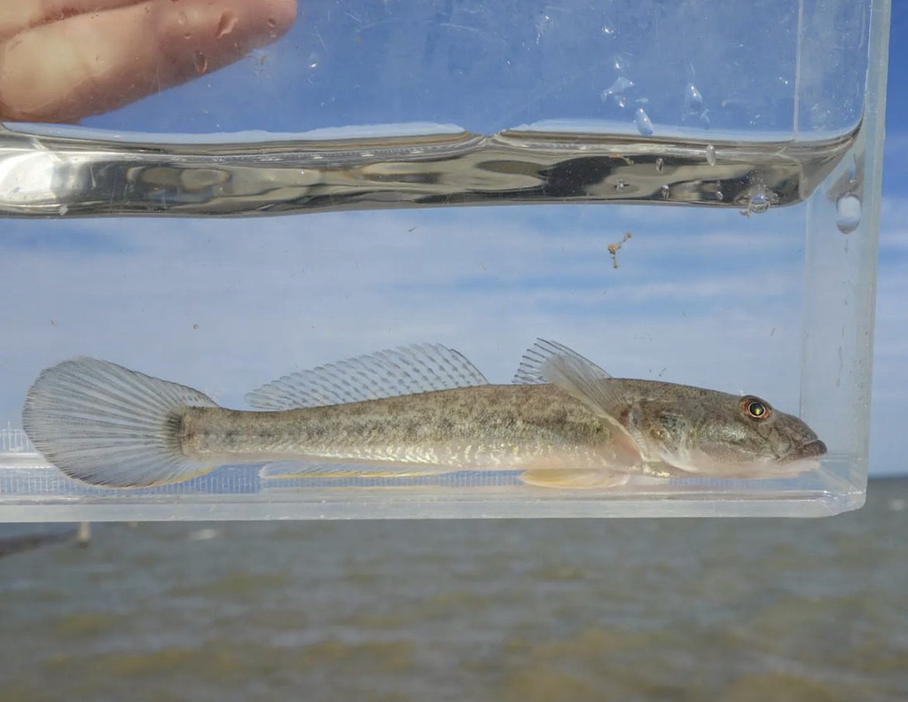 Gavelin Goby