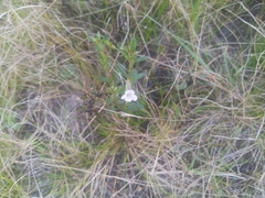 Mecardonia acuminata