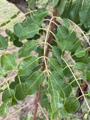 Sclerocarya birrea caffra