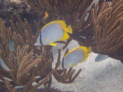 Chaetodon ocellatus