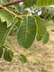 Sclerocarya birrea caffra