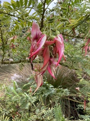 Clianthus