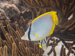 Chaetodon ocellatus