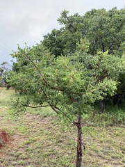 Sclerocarya birrea caffra