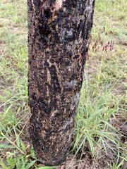 Sclerocarya birrea caffra
