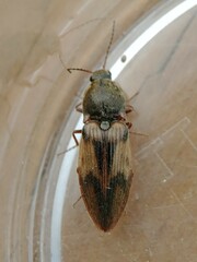 Stropenron hieroglyphica