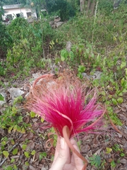 Pseudobombax ellipticum