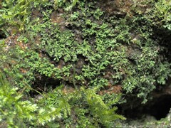 Flakea papillata