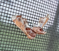 Eutelia pulcherrimus