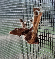 Eutelia pulcherrimus