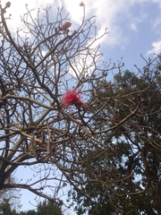 Pseudobombax ellipticum