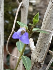 Vinca minor