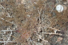 Cuscuta approximata