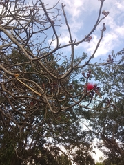 Pseudobombax ellipticum