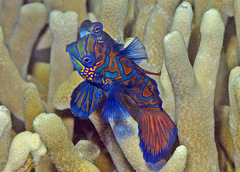 Synchiropus splendidus