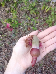 Pseudobombax ellipticum