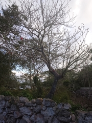 Pseudobombax ellipticum