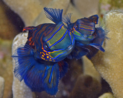 Synchiropus splendidus