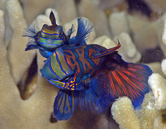 Synchiropus splendidus