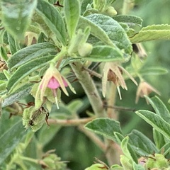 Hermannia tomentosa