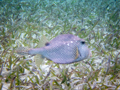 Lactophrys bicaudalis