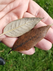 Quercus