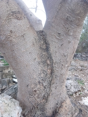 Pseudobombax ellipticum