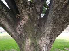 Quercus