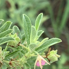 Hermannia tomentosa