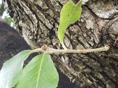 Quercus