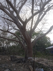 Pseudobombax ellipticum