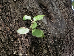 Quercus