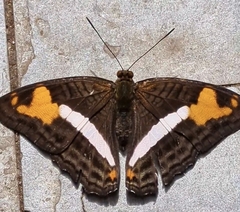 Adelpha malea