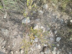 Polanisia dodecandra trachysperma