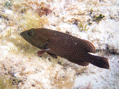 Cephalopholis cruentata