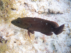Cephalopholis cruentata