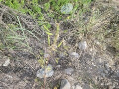 Polanisia dodecandra trachysperma