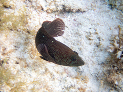 Cephalopholis cruentata