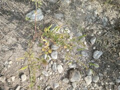 Polanisia dodecandra trachysperma