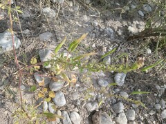 Polanisia dodecandra trachysperma