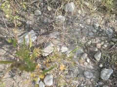 Polanisia dodecandra trachysperma