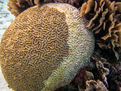 Pseudodiploria strigosa