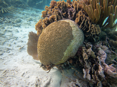 Pseudodiploria strigosa