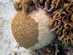 Pseudodiploria strigosa