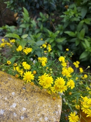 Senecio madagascariensis