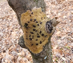 Bathelium carolinianum