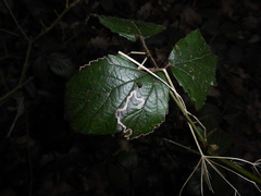Stigmella aurella